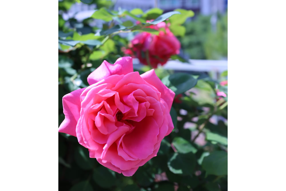 花の写真